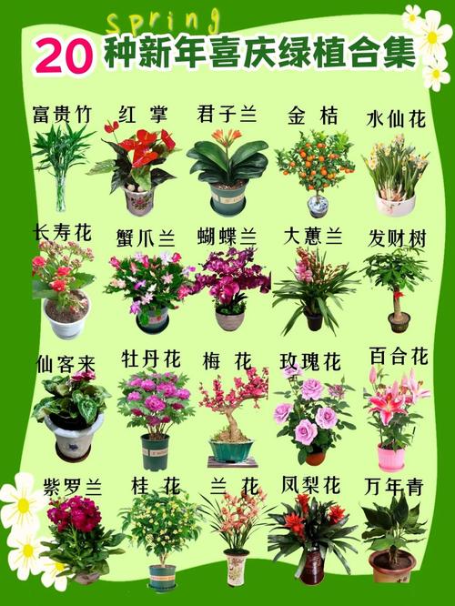 花卉品种图片数量有多少？-图3