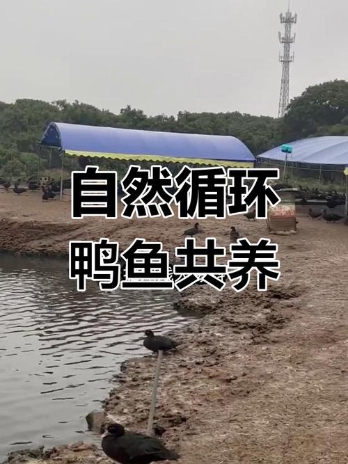 鱼鸭混养技术有哪些关键要点？-图1