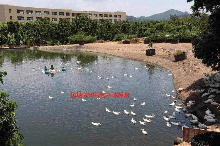 鱼鸭混养技术有哪些关键要点？-图2