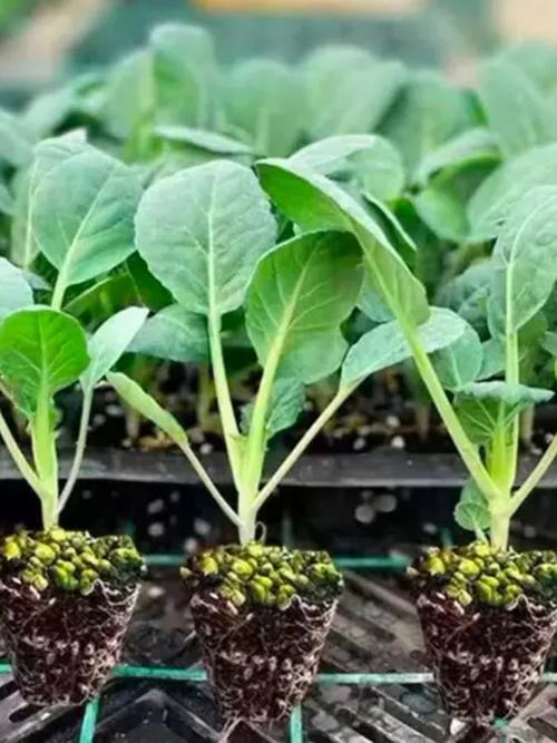 西兰花种植技术视频，如何高效种植？-图1