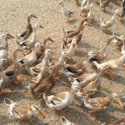 哪些蛋鸭品种适合圈养？-图1