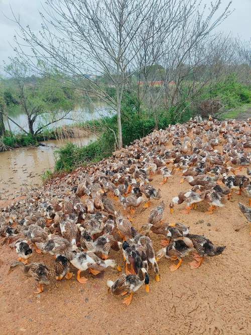 哪些蛋鸭品种适合圈养？-图2