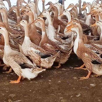 哪些蛋鸭品种适合圈养？-图3