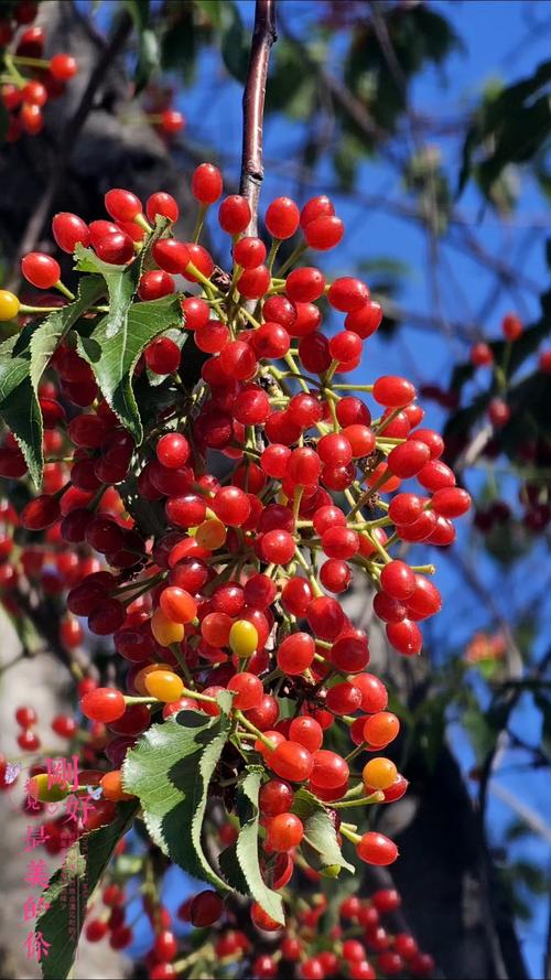 樱花果实能吃？哪些品种可食用？-图1