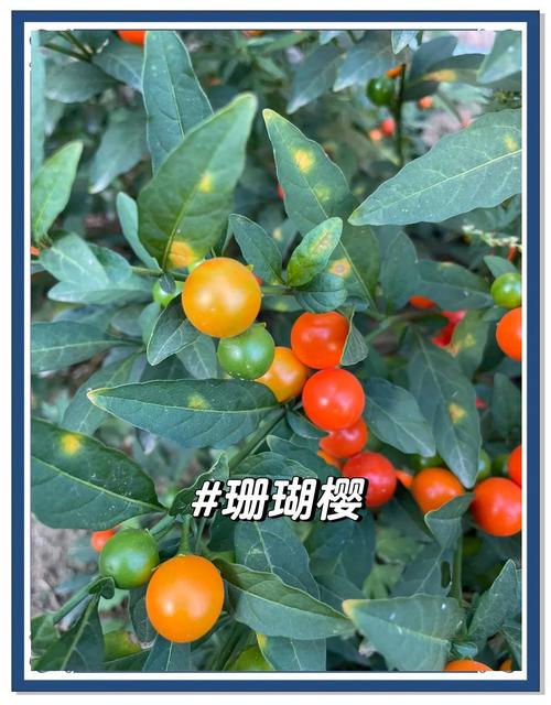 樱花果实能吃？哪些品种可食用？-图2
