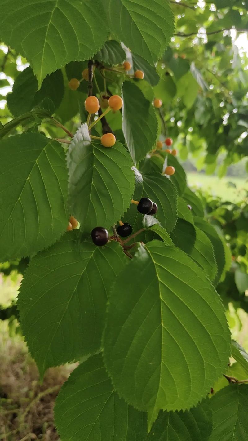 樱花果实能吃？哪些品种可食用？-图3