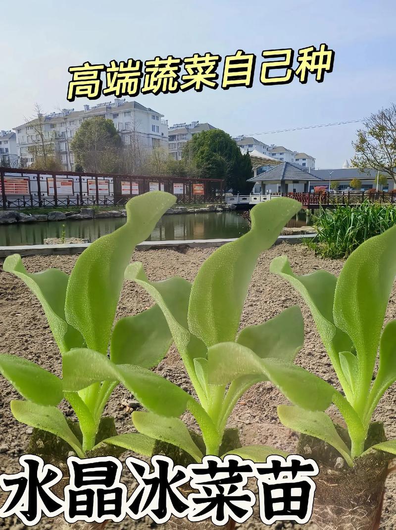 冰草适合哪里种植？技术要点有哪些？-图1