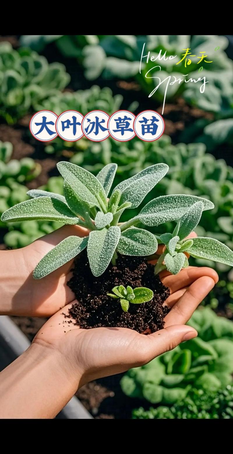 冰草适合哪里种植？技术要点有哪些？-图2