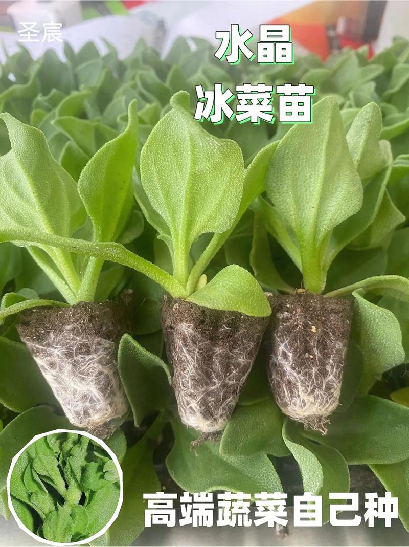 冰草适合哪里种植？技术要点有哪些？-图3