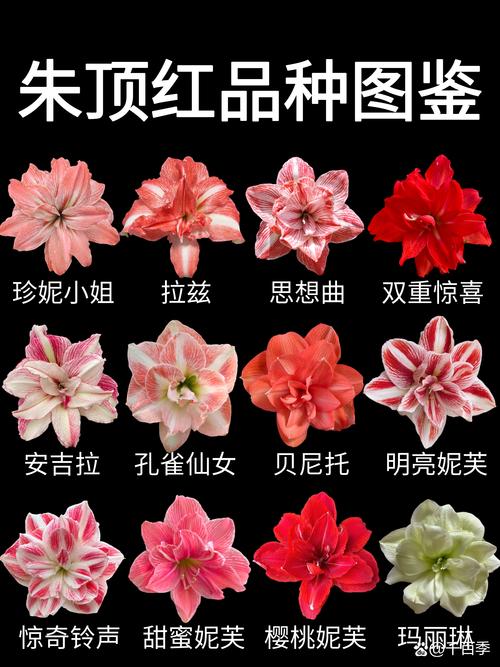 朱顶红哪个品种最好养又开花多？-图2