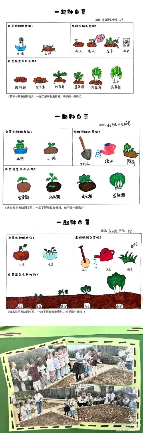 早春白菜怎么种？关键步骤有哪些？-图1