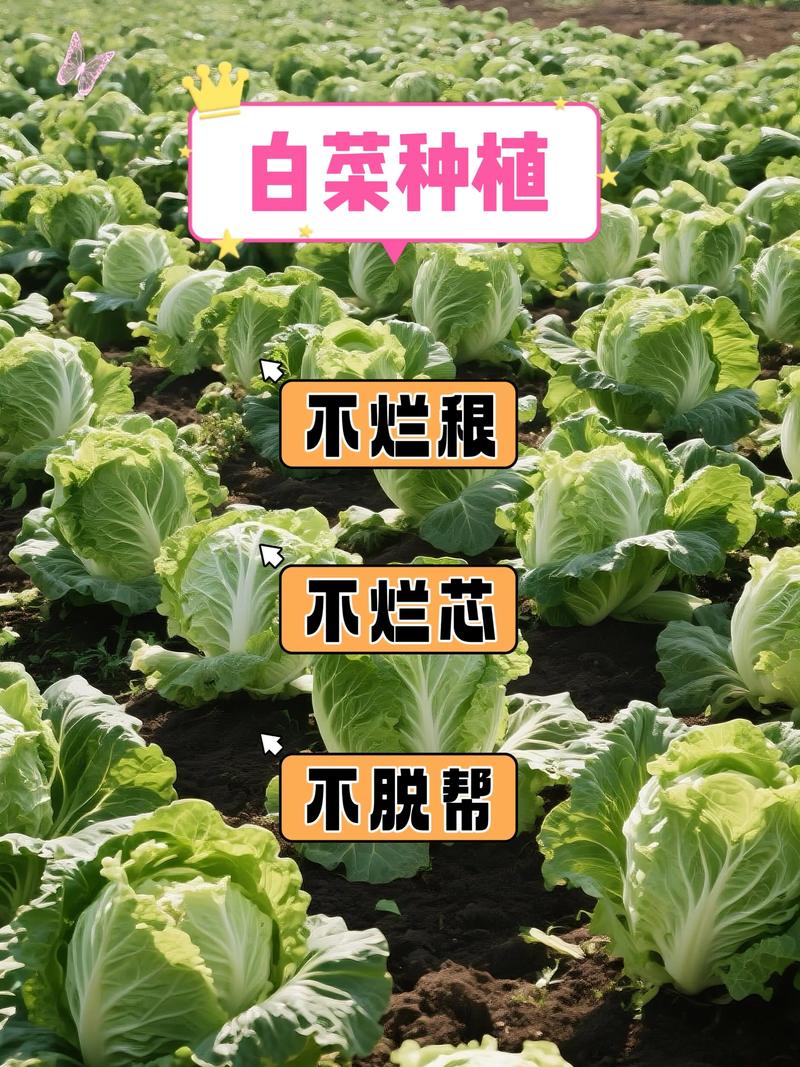 早春白菜怎么种？关键步骤有哪些？-图2