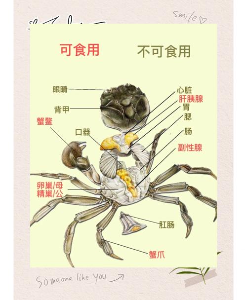 螃蟹养殖技术视频教程怎么学？-图2