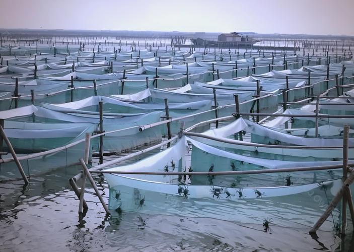 螃蟹养殖技术视频教程怎么学？-图3