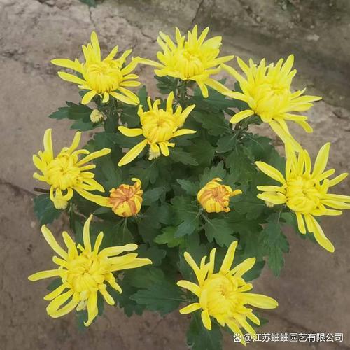 大花菊花品种有哪些？-图2