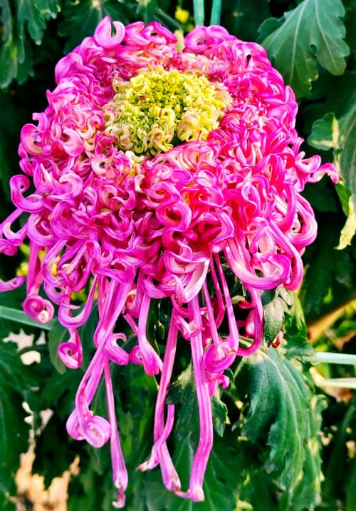 大花菊花品种有哪些？-图1