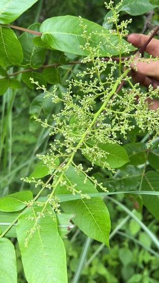 中蜂大流蜜期如何实现高产？-图1