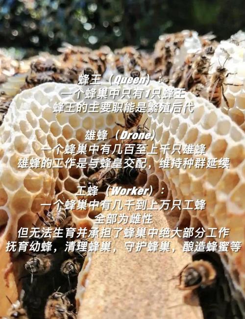 中蜂大流蜜期如何实现高产？-图2