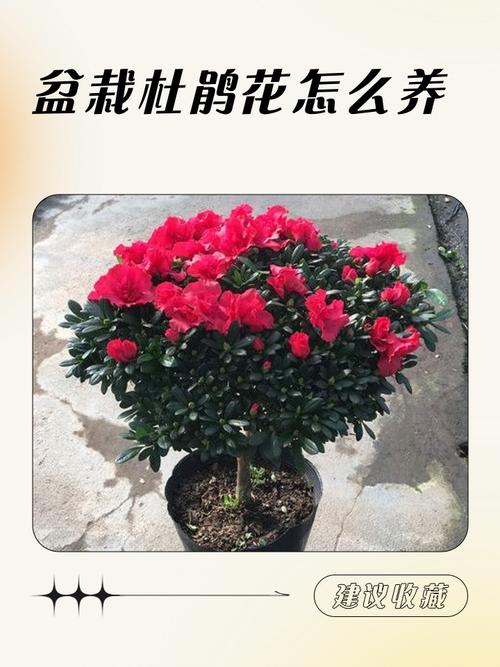 如何快速辨别杜鹃花品种？-图2