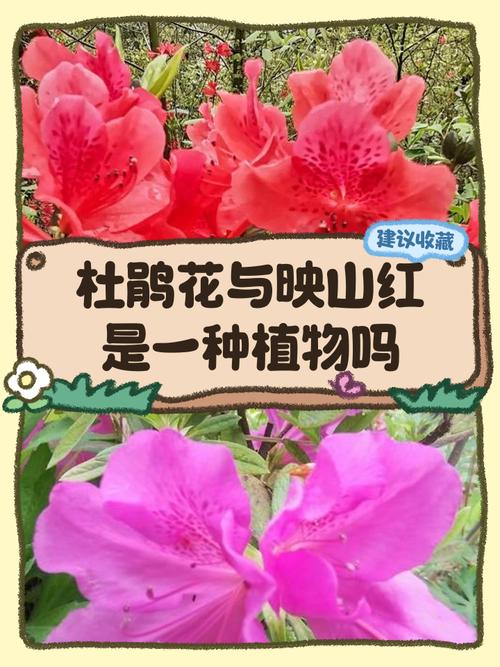 如何快速辨别杜鹃花品种？-图3