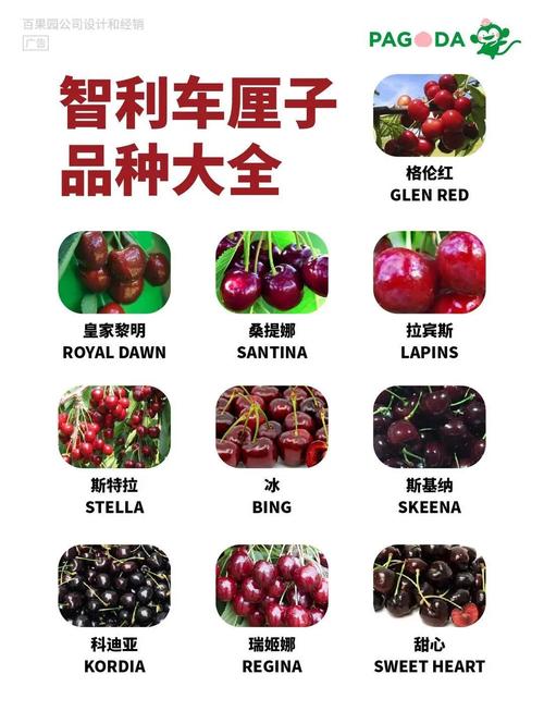 哪种樱桃品种最好吃？-图1