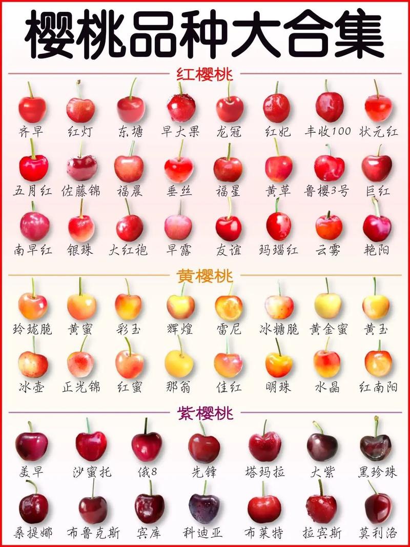 哪种樱桃品种最好吃？-图2