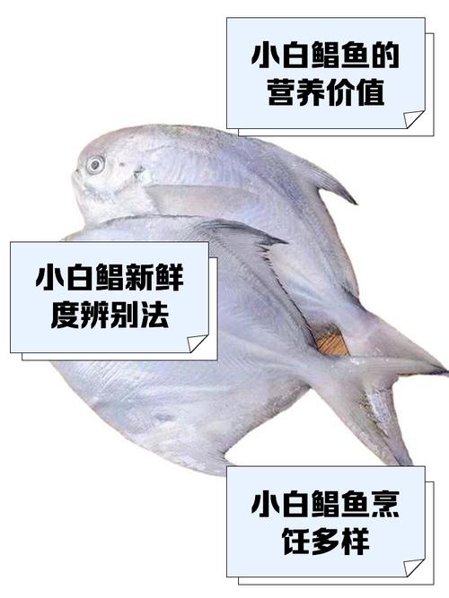 耐低温淡水白鲳品种如何培育？-图2