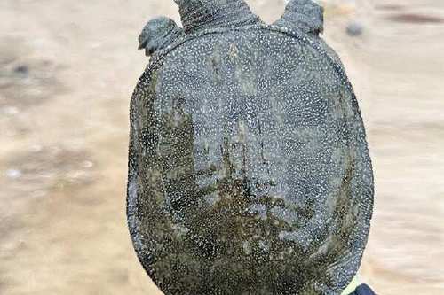 浙江温室甲鱼最新价多少？-图1