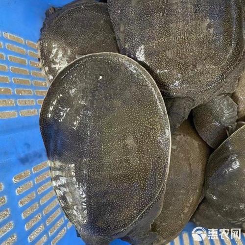 浙江温室甲鱼最新价多少？-图2
