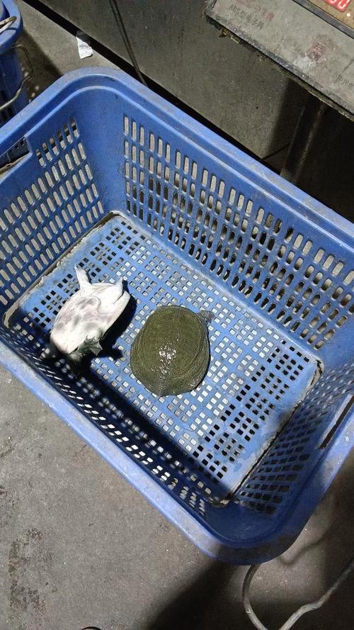 浙江温室甲鱼最新价多少？-图3