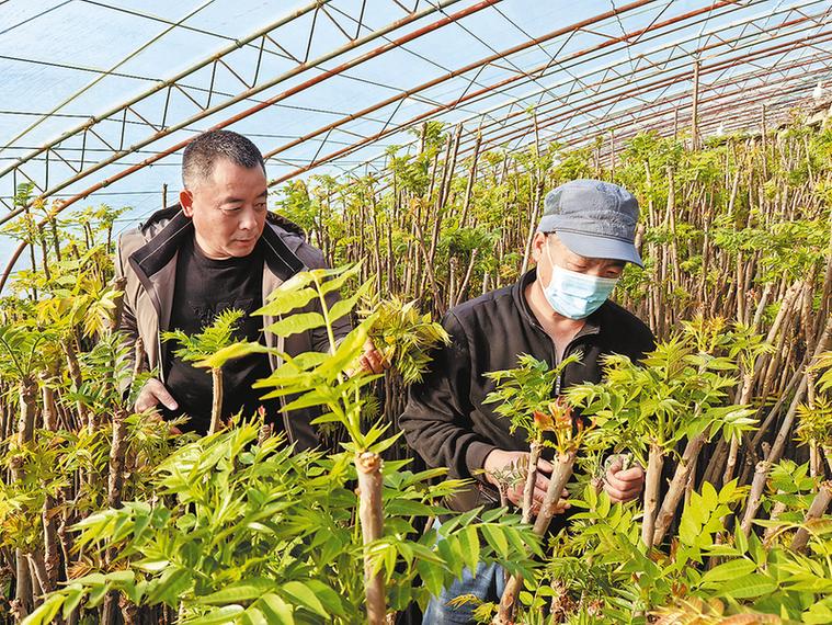 香椿怎么种才高产？-图1