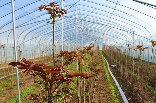 香椿怎么种才高产？-图2