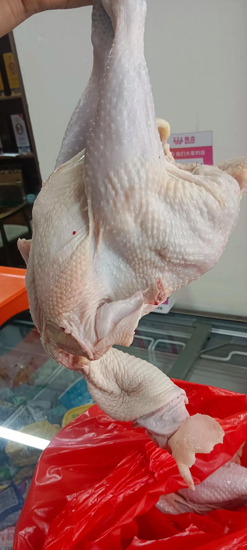 哪些母鸡品种易被养鸡场淘汰？-图2