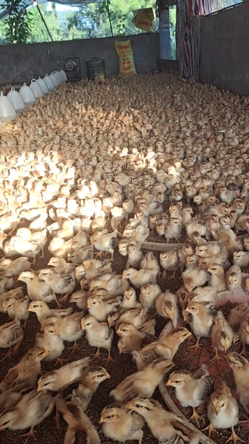 哪些母鸡品种易被养鸡场淘汰？-图1