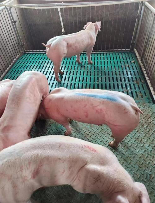 放养的瘦肉猪品种有-图3