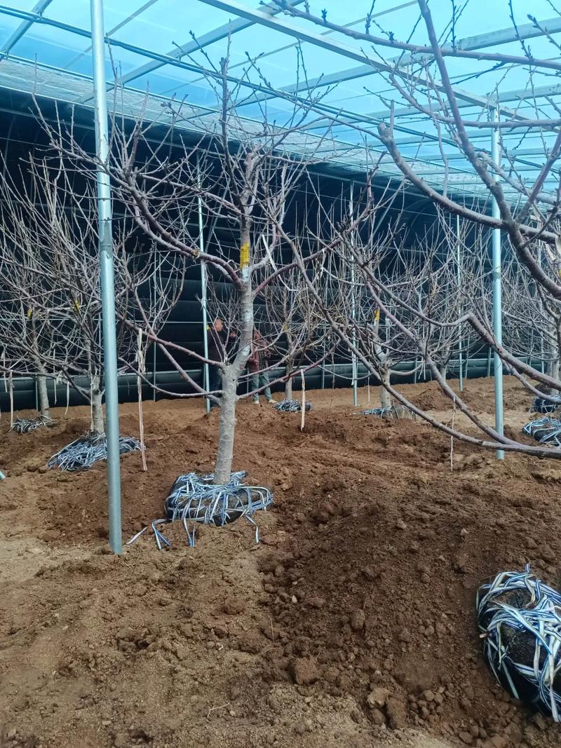 樱桃高产种植技术有哪些要点？-图1