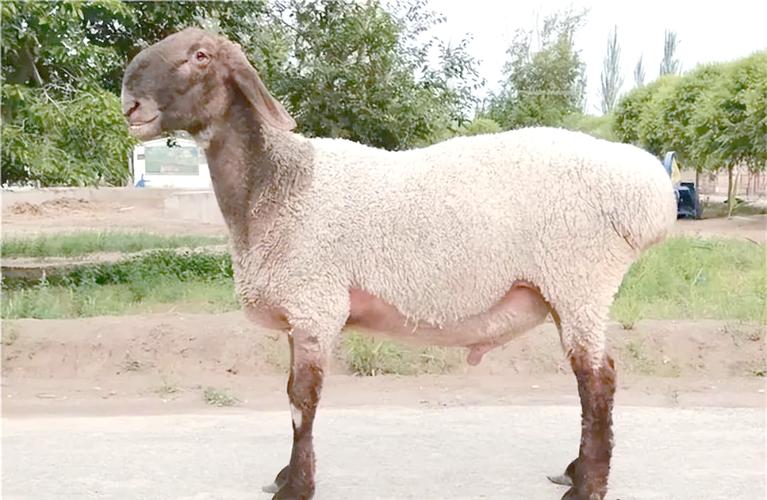 新疆养羊品种有哪些？-图1