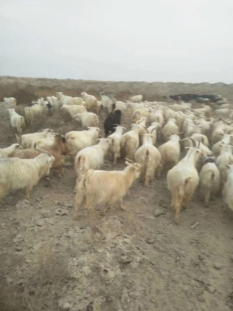 新疆养羊品种有哪些？-图3