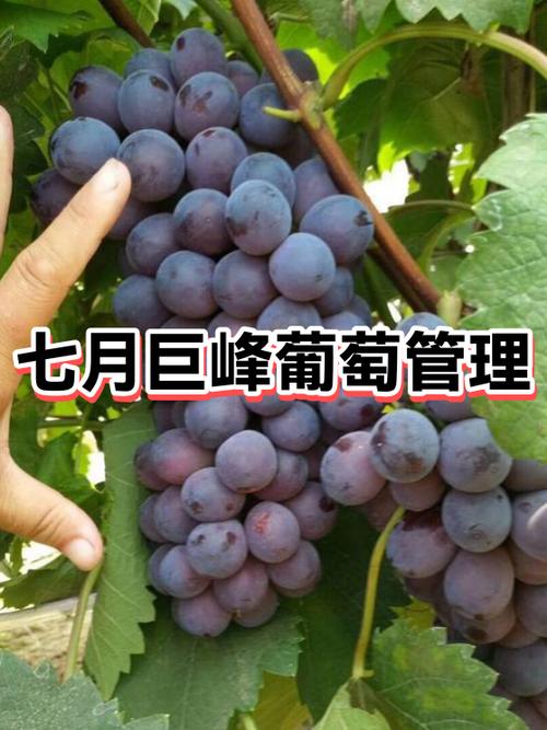 巨峰葡萄春季管理关键有哪些？-图2