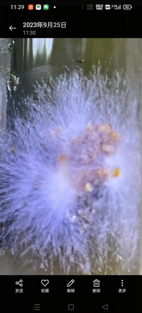 生物絮团技术如何高效培养目标菌类？-图1