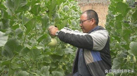 香瓜吊蔓种植技术视频怎么学？-图1