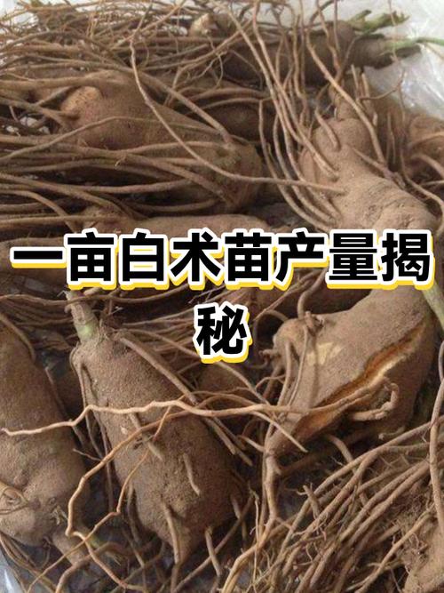 白术怎么种才高产？-图1