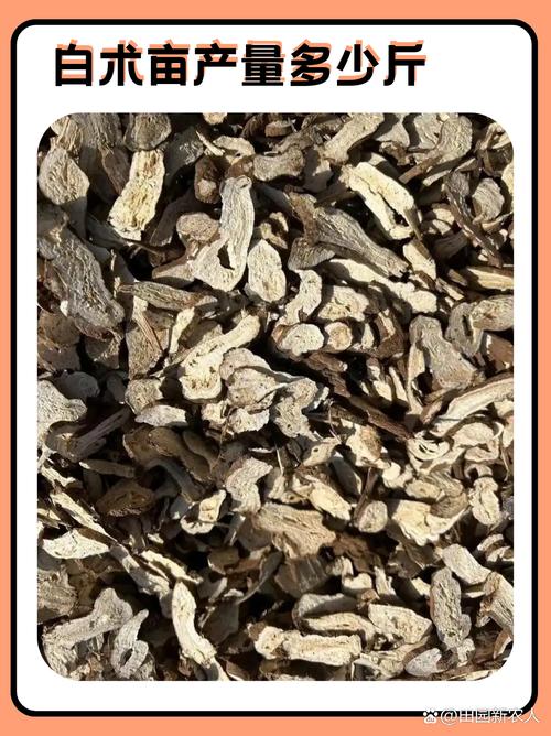 白术怎么种才高产？-图3