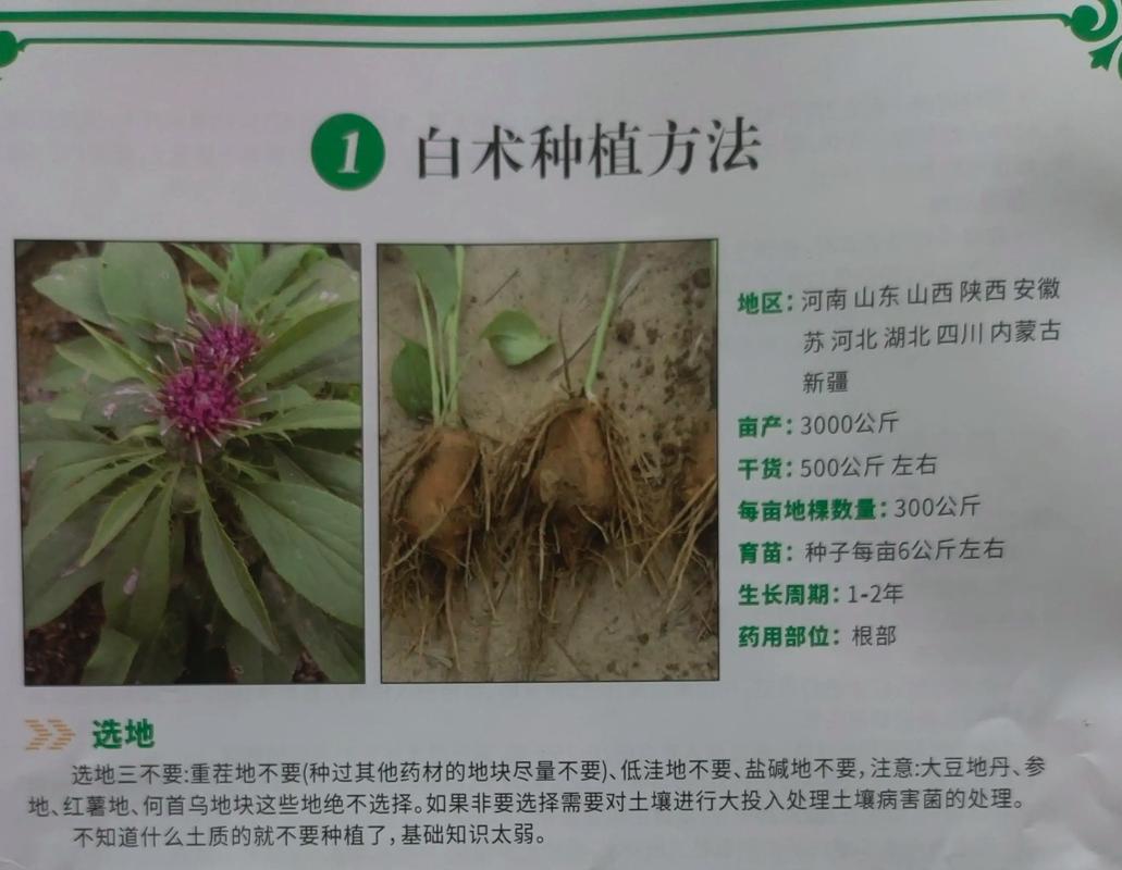 白术怎么种才高产？-图2