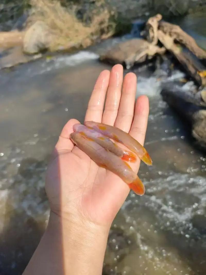 云南红尾巴鱼养殖技术有哪些要点？-图1