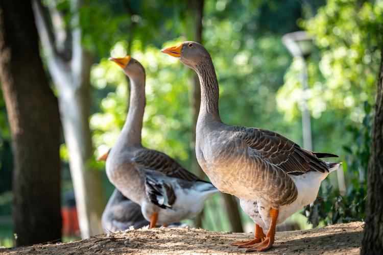 江苏鹅的品种有哪些-图2