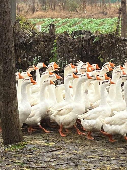 江苏鹅的品种有哪些-图1