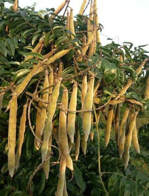 大理牛的品种有哪些-图1