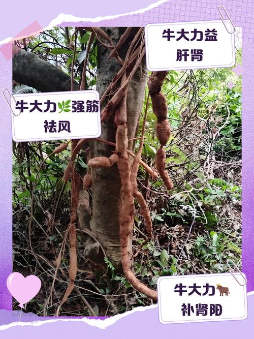 大理牛的品种有哪些-图2