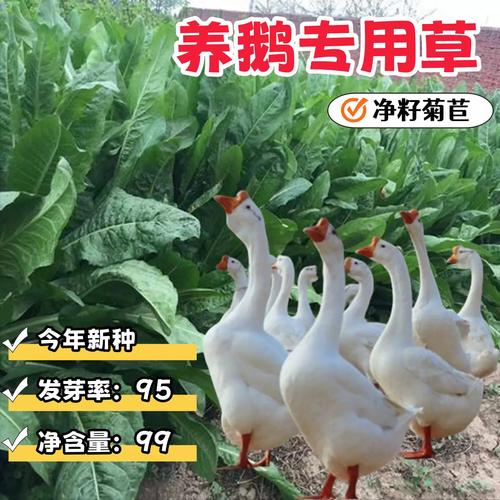 哪些饲草最适合养鹅？-图2